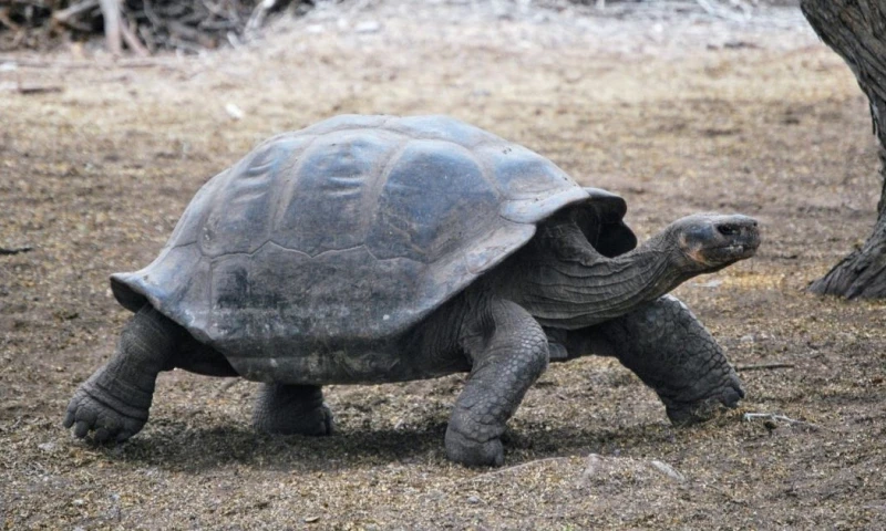 Diego fue uno de las 15 tortugas que ayudaron a salvar la especie / Foto: EFE