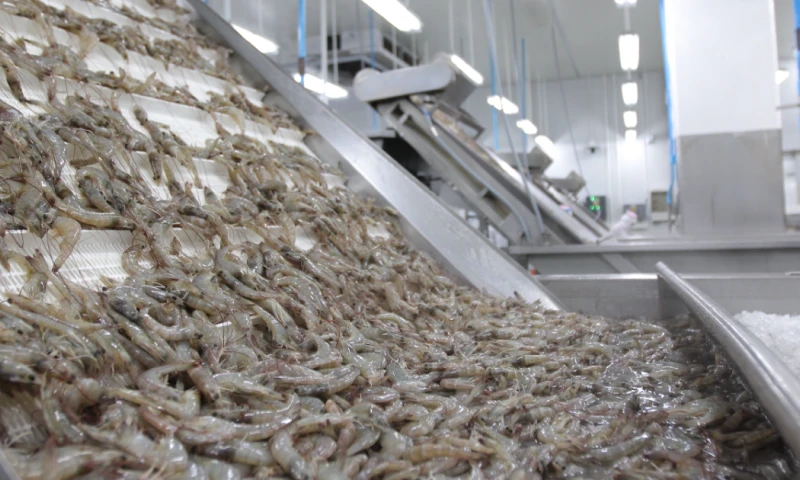 El camarón es el principal producto de exportación no petrolero del país / Foto: cortesía Cámara Nacional de Acuacultura