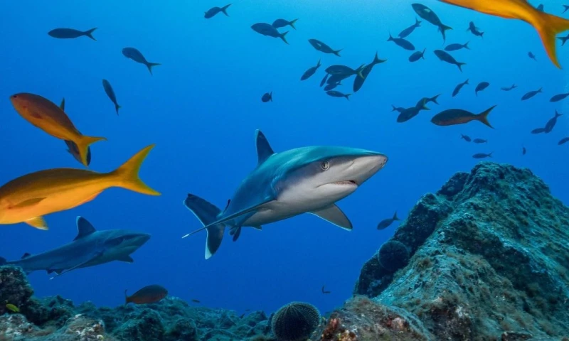 El tiburón martillo común se registró con mayor frecuencia en las áreas marinas protegidas del sur / Foto: EFE