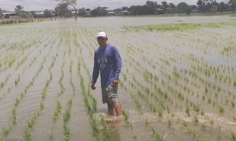 El objetivo es promover condiciones de comercio equitativas, disminuir la intermediación y prevenir distorsiones en los precios / Foto: cortesía MAGP