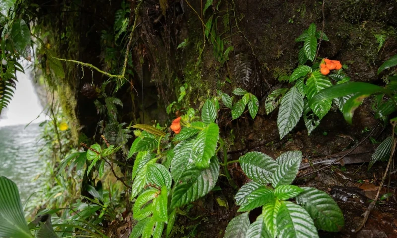 Planta endémica que se creía extinta es identificada luego de 40 años / Foto: EFE