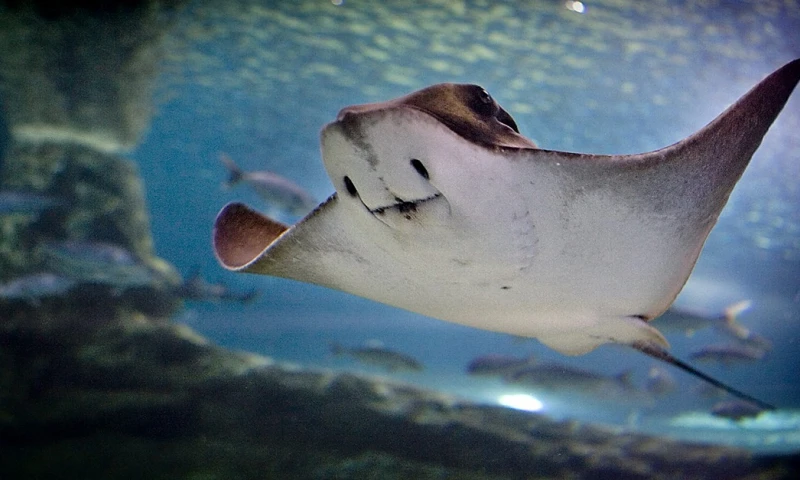Según modelos y predicciones se estima que este número podría llegar a más de 22.000 individuos / Foto: EFE