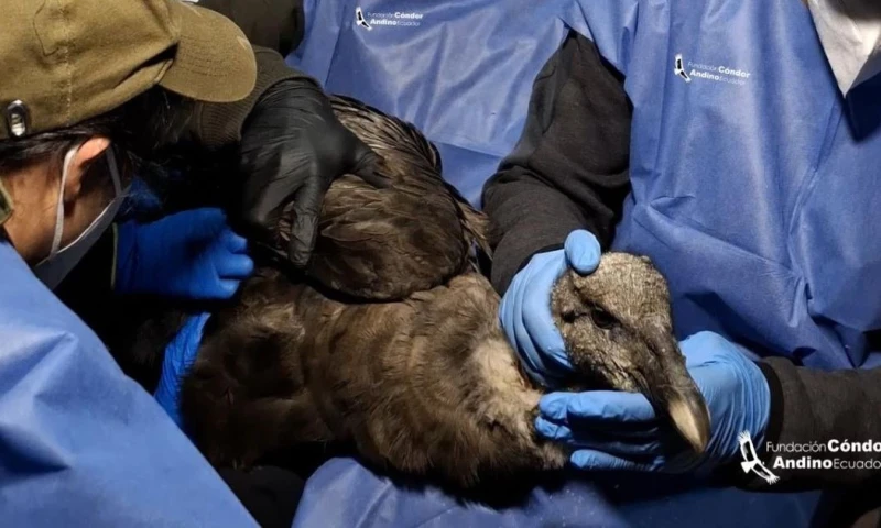 Al cóndor le realizó un chequeo médico completo, incluyendo radiografías, toma de muestras sanguíneas e hisopados / Foto: cortesía Fundación Condor Andino