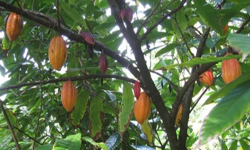 En el último mes, el precio del cacao logró un repunte de 12,58 % / Foto: cortesía Ntbg