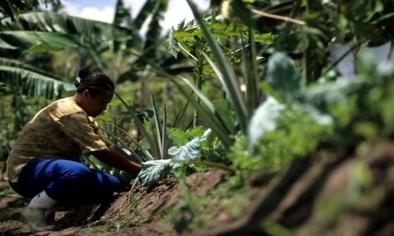 Sin embargo, las provincias de El Oriente tienen bajas tasas de empleo adecuado / Foto: cortesía  BID