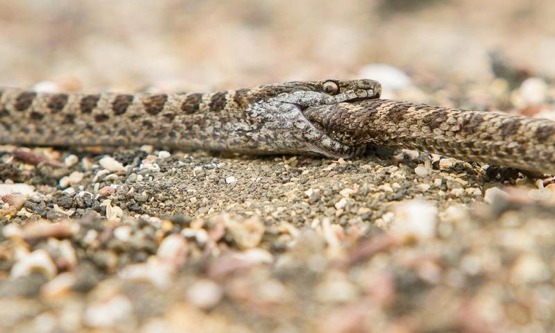 Estudio confirma canibalismo entre las culebras de Galápagos / Foto: EFE