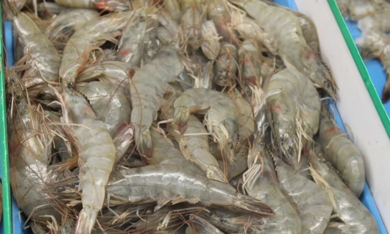Entre enero y septiembre, las ventas externas de camarón alcanzaron $ 6.204 millones / Foto: cortesía