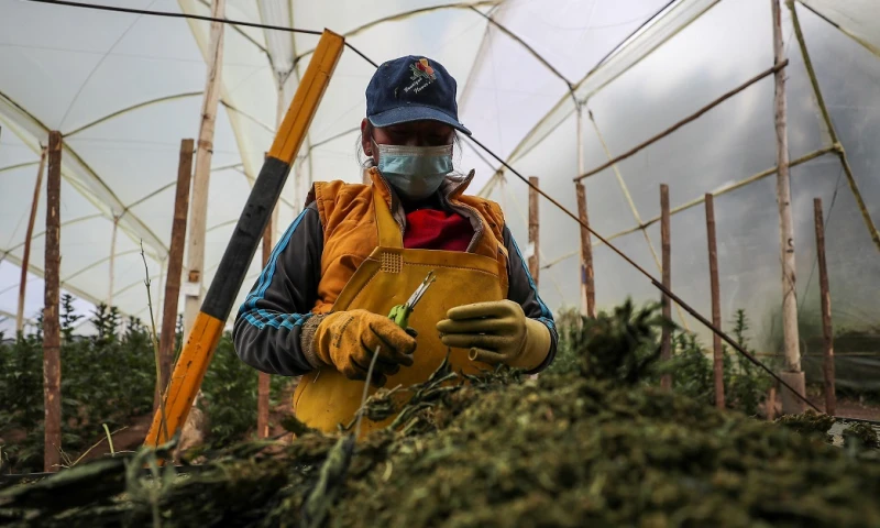 CannAndes, una empresa que ve en el cannabis la materia prima del futuro / Foto: EFE