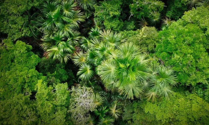 La coordinación entre sectores busca fortalecer la protección de los bosques y promover el desarrollo sostenible en zonas vulnerables/ Foto: corteía