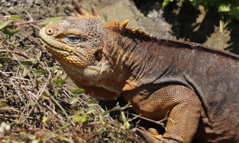 Las iguanas permanecieron en cuarentena en el Parque Nacional, en Santa Cruz / Foto: cortesía MAE