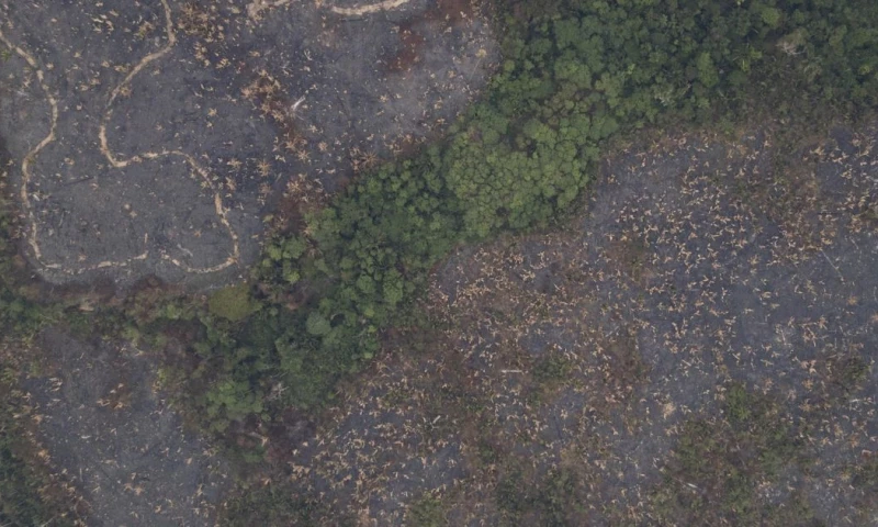 La Amazonía ha sido el bioma más afectado por la minería / Foto: EFE