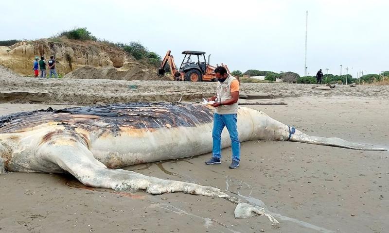 Ballena jorobada, que se varó en playa de Posorja, fue enterrada/ Foto: EFE