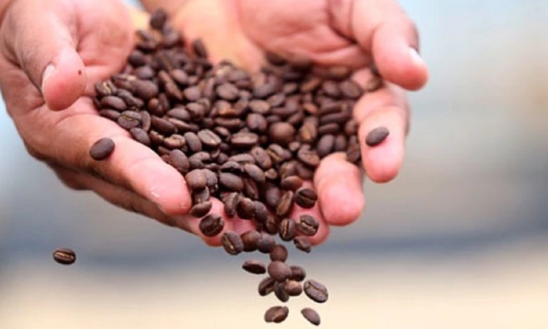 Un café con identidad amazónica busca conquistar los mercados locales y extranjeros / Foto: cortesía Atasim Coffee