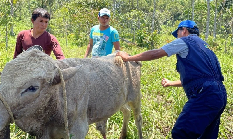A través de actividades, los ganaderos desarrollan sus habilidades, en lo que se refiere a la sanidad animal / Foto: cortesía ministerio de Agricultura