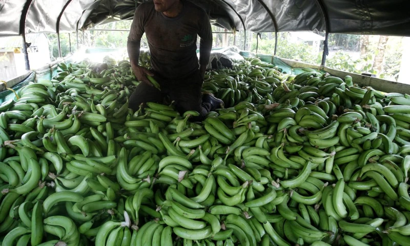 Gremios piden a supermercados de Europa y EEUU asumir coste justo de bananas / Foto: Google Images