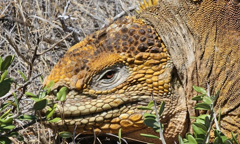 Desde 2018 se han liberado 3.143 iguanas en la isla Santiago / Foto: EFE