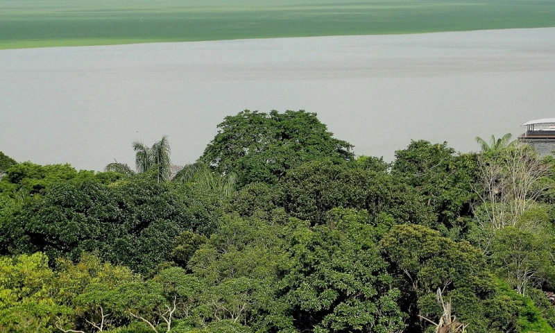 Científicos alertan que la Amazonía está próxima a entrar en un "catastrófico" punto de no retorno / Foto: EFE