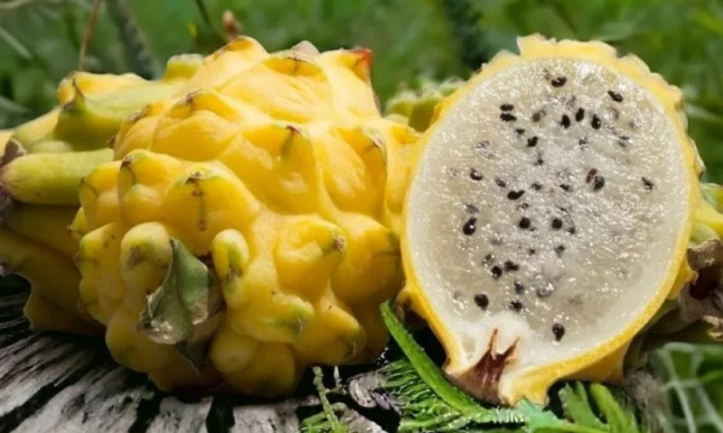 El avance del acuerdo también ha impulsado iniciativas como la creación de la Cámara de Comercio Ecuatoriano-Coreana / Foto: cortesía Agolatam