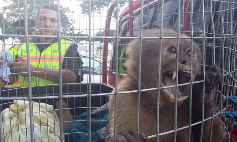 Si te llevas uno no quedará ninguno, es uno de los mensajes que se difundirán como parte de la campaña de protección. Foto: La Hora