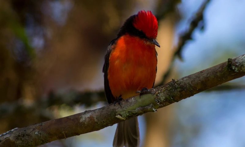 Buscan descendientes de ave que llegó a Galápagos hace casi un millón de años / Foto: EFE
