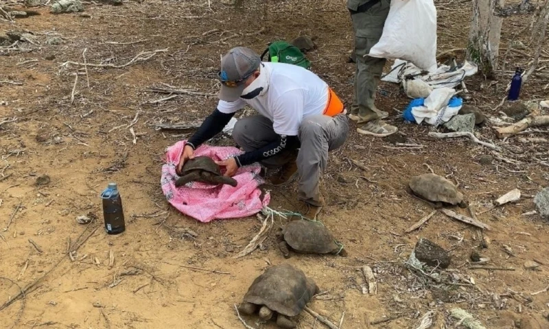 Cerca de 40 tortugas de San Cristóbal regresan a su hábitat en Galápagos / Foto: EFE