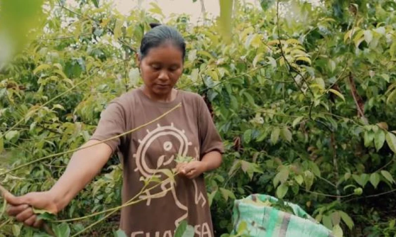 La guayusa es una hierba que crece de forma natural en la Amazonía. (Foto: cortesía de Universidad Regional Ikiam)