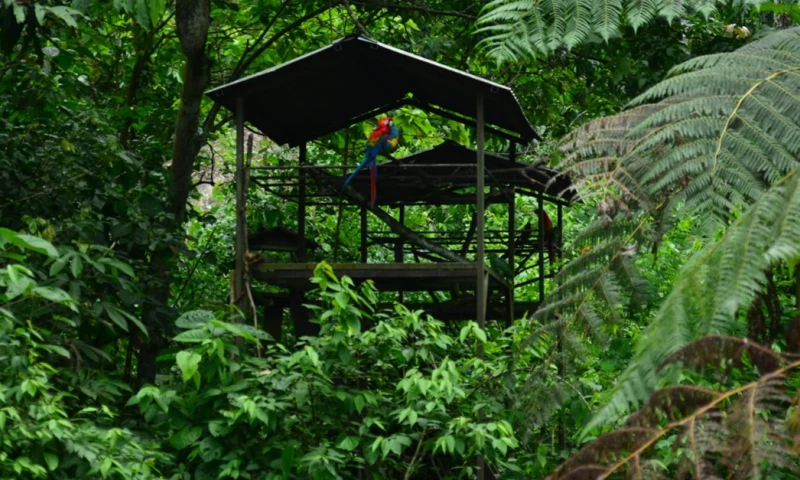 Tiene un herpetario, que alberga serpientes, anfibios y tortugas en proceso de rehabilitación/ Foto: cortesía