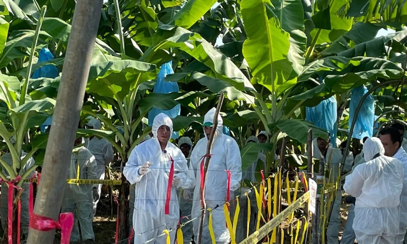 La raza 4 tropical (R4T) del hongo Fusarium infecta las plantas a través de las raíces y provoca una marchitez letal/ Foto: cortesía IICA