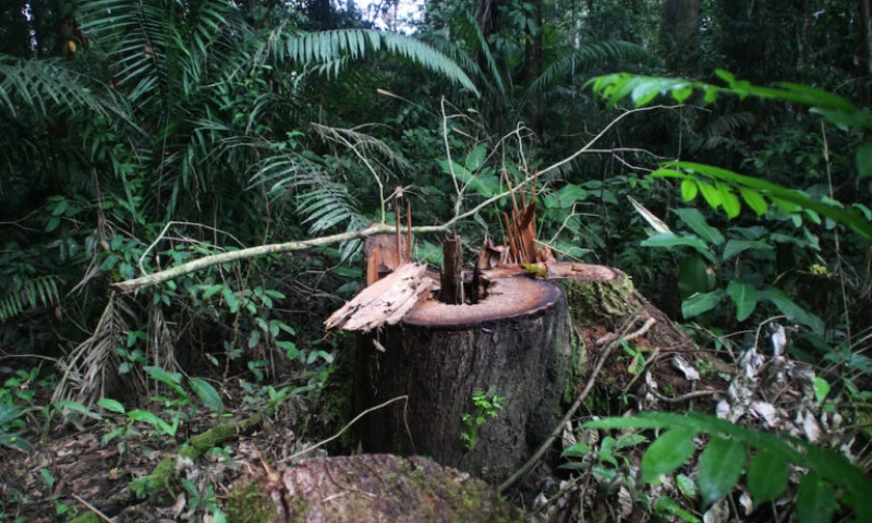 Tala ilegal selectiva de especies como el cedro y el chuncho en la zona intangible. Foto: Edu León.