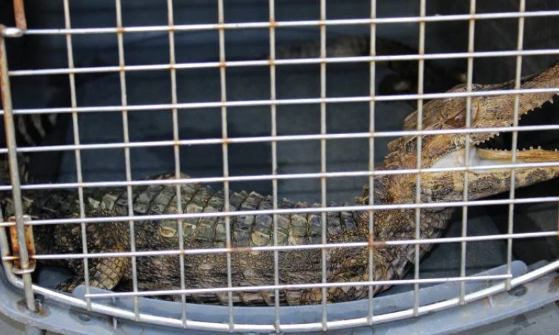 Tr[afico de animales silvestres - Foto: El Universo