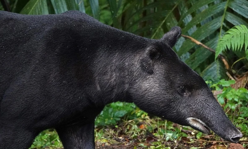 También conocidas como tapires, son reconocidas como las “jardineras de los bosques”.