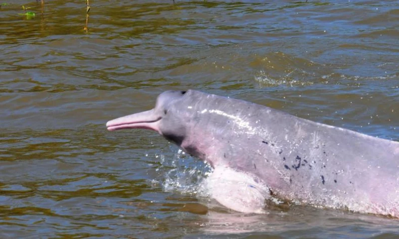 Delfín rosado, amenazado por la minería ilegal. Foto: El Tiempo