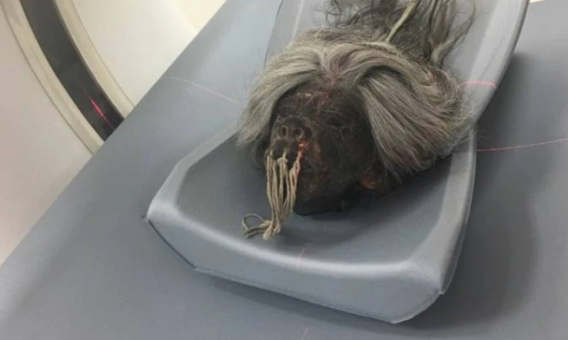 Investigación. Científicos estudian una colección de tsantsas. Foto: Expreso