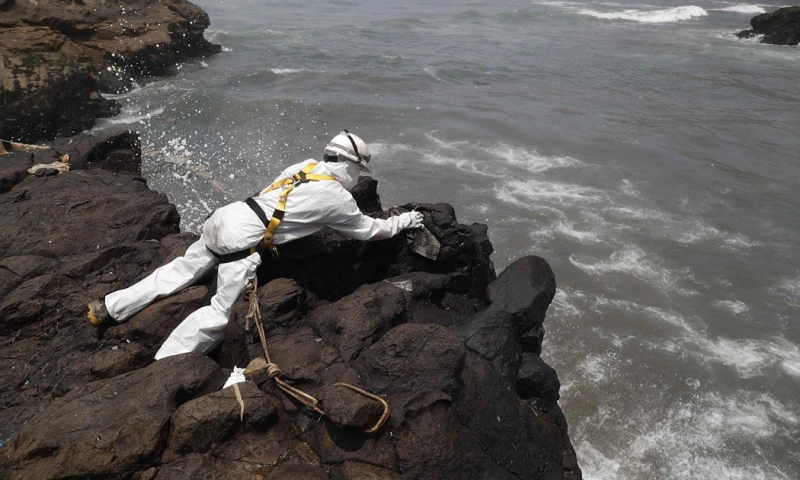 El derrame se produjo en diciembre pasado y afectó al menos a cuatro playas del distrito de Lobitos, donde se registraron cangrejos, caballitos de mar y aves cubiertos de crudo/ Foto: cortesía EFE