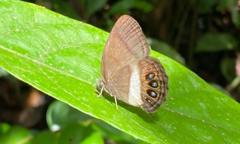 El nombre de la especie, xenikos, proviene del griego antiguo y significa extraño o foráneo / Foto: EFE 