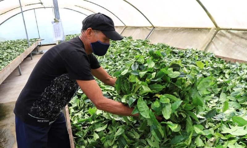 Desde la tagua hasta el cacao están entre las exportaciones que pueden crecer / Foto: EFE