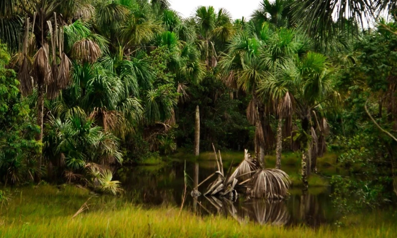 La palma es fundamental para la estabilidad de los cuerpos de agua durante las épocas de sequía / Foto: cortesía Caqueteñidad