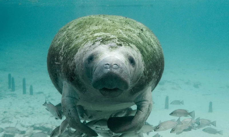 Wildlife Conservation Society (WCS) determinó hace 4 años que quedaban 150/ Foto: Cortesía Pixabay