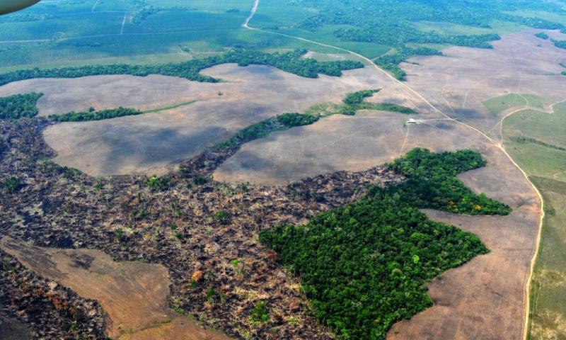 Desde 2001 la región ha perdido más de 110.000 hectáreas de bosque anuales / Foto: cortesía 