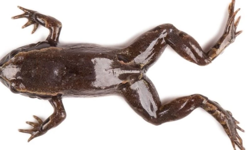 La rana 'DiCaprio' está presente en el Bosque Montano Occidental de la provincia de El Oro / Foto: cortesía PUCE