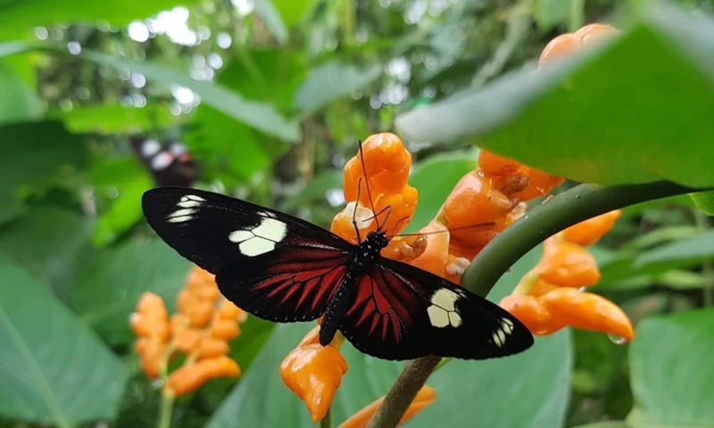 En el centro, también hay arácnidos y escarabajos/ Foto: cortesía mariposario Dedalma