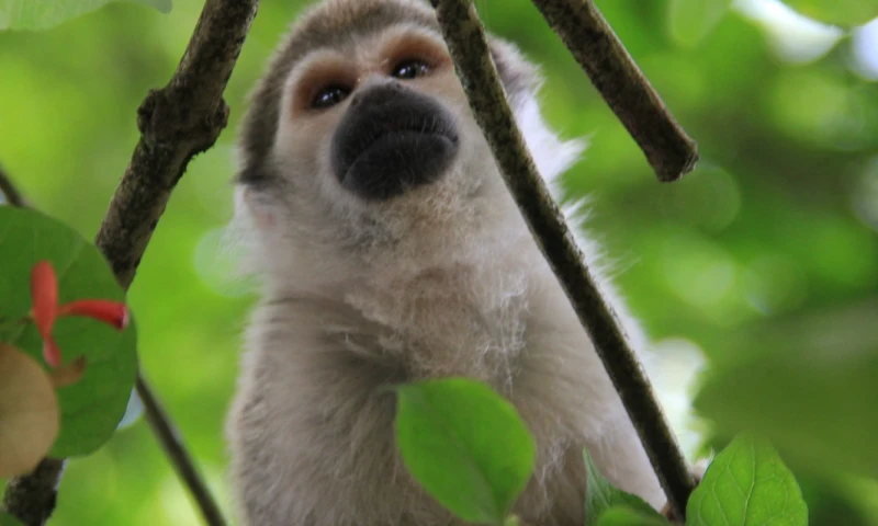 Unos 600 científicos participan en Congreso sobre primates en Quito / Foto: El Oriente