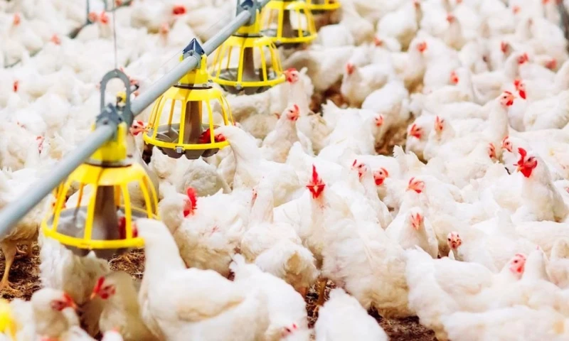 Uno de los principales efectos se registra en el material genético utilizado para la crianza de aves / Foto: cortesía Conave