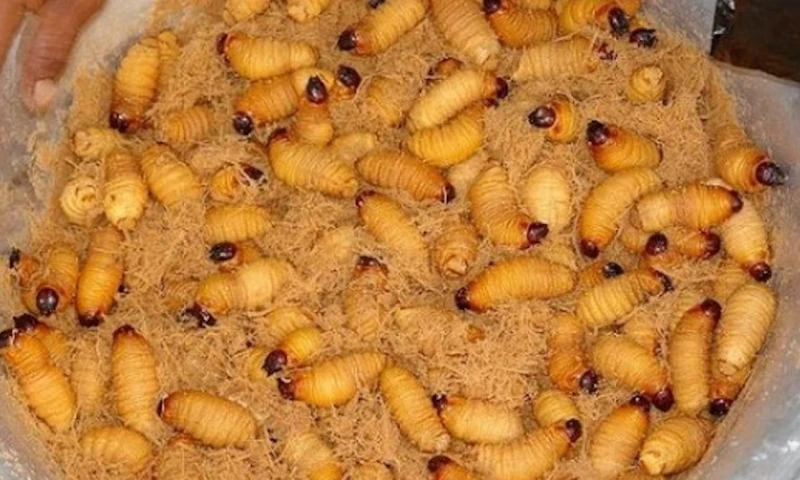 El chontacuro es considerado un “superalimento” para combatir el hambre  / Foto:cortesía