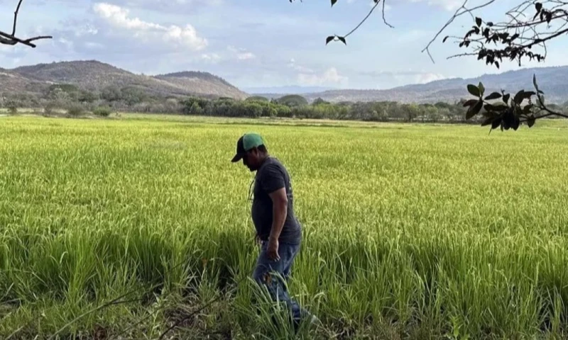 Del sector arrocero nacional dependen alrededor de 500.000 familias, unos 2,5 millones de personas / Foto: EFE