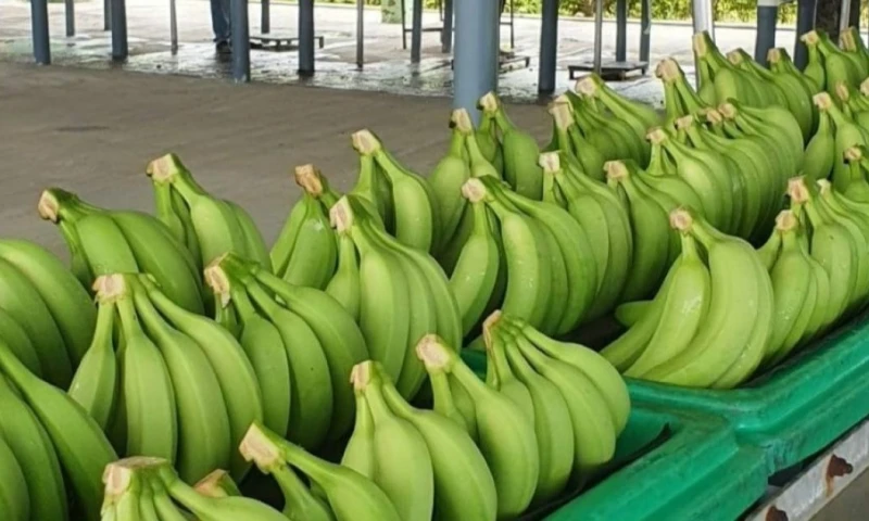 Los gremios advierten que, sin ajustes, podría generar impactos similares a los registrados en restricciones anteriores / Foto: cortesía MAGP