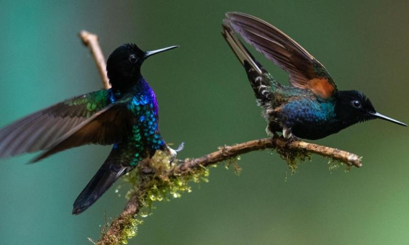 Esta biodiversidad de aves que habitan la capital se expone desde este viernes en la Global Birdfair / Foto: EFE