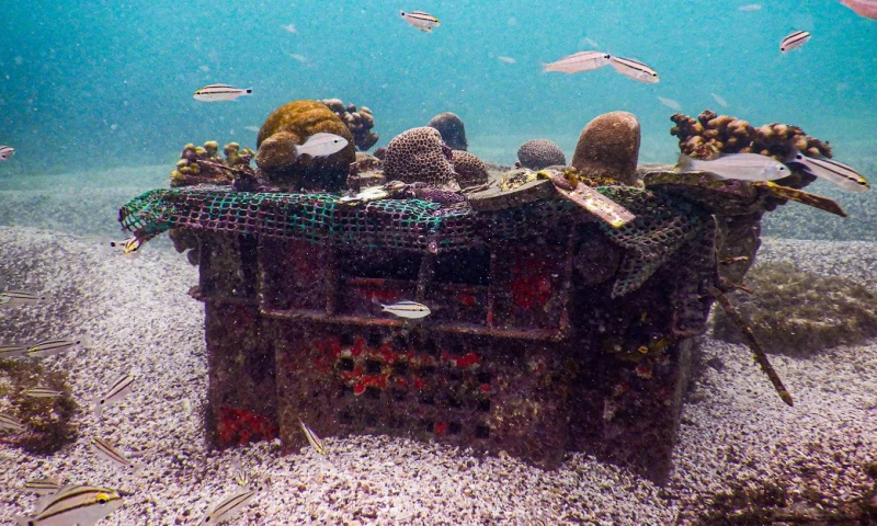 Se espera que dicho vivero, que está instalado en Bahía Academia, ubicada en Santa Cruz, contribuya a la restauración de uno de los ecosistemas marinos más frágiles que existen / Foto: EFE
