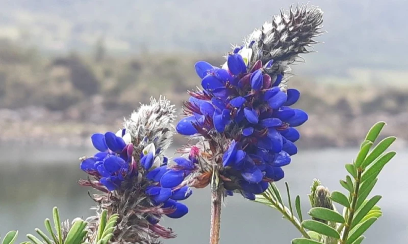 La investigación identificó diecisiete especies de abejas que visitan las flores de D. coerulea / Foto: cortesía INaturalist Ecuador