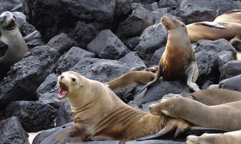 Fortalecen combate contra el tráfico de especies silvestres en Galápagos / Foto: EFE